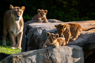 Wild Nights | Sleep Among the Animals at Jamala Wildlife Lodge