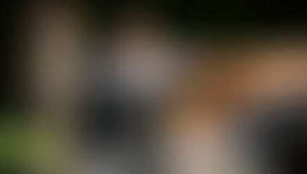 Wild Nights | Sleep Among the Animals at Jamala Wildlife Lodge