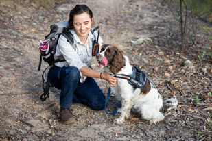 Dogs spring into action to sniff out koalas