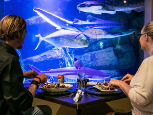 Jamala: Where the Wild Things Roam…