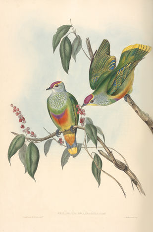 Rare Birds of a Feather Flock Together for Newcastle Libraries' Exhibition