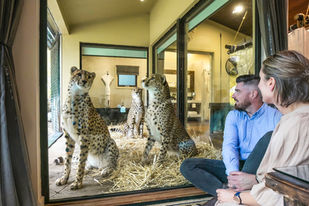 Wild at Heart A Night at Jamala Wildlife Lodge