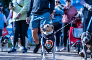 It's Not Too Late to Join the RSPCA NSW Million Paws Walk this Weekend