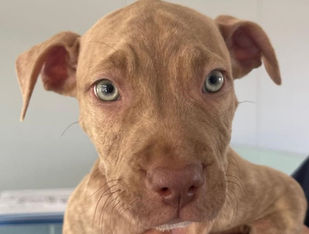 17,026 Animals in Urgent Need of Guardian Angels