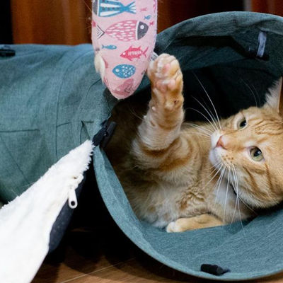 Top tips for feline fine and staying safe this International Cat Day