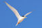 Swift action delivers major win for endangered Little Terns at Blacksmiths Beach
