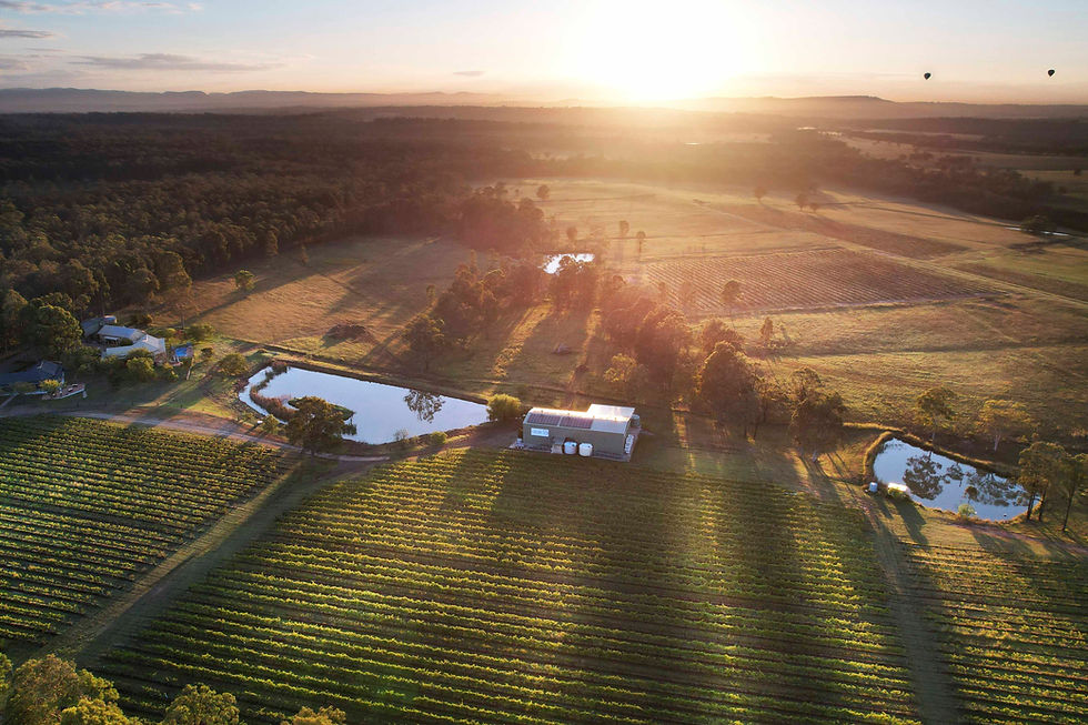 Aerial view of a vineyard at sunrise, with green rows, small ponds, and a building. Warm light casts long shadows, creating a serene mood.