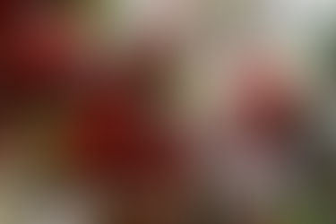 Christmas Magic Awaits in Historic Morpeth