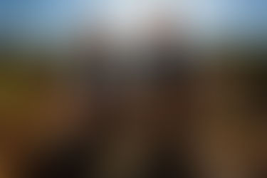 Tiny Forest Sprouting Big Benefits for the Environment