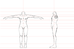 Body Base Sketch (Juta)