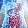 Digestive-System.jpg