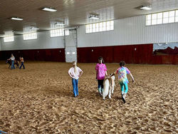 CVEE's mini horses enjoy time with the campers