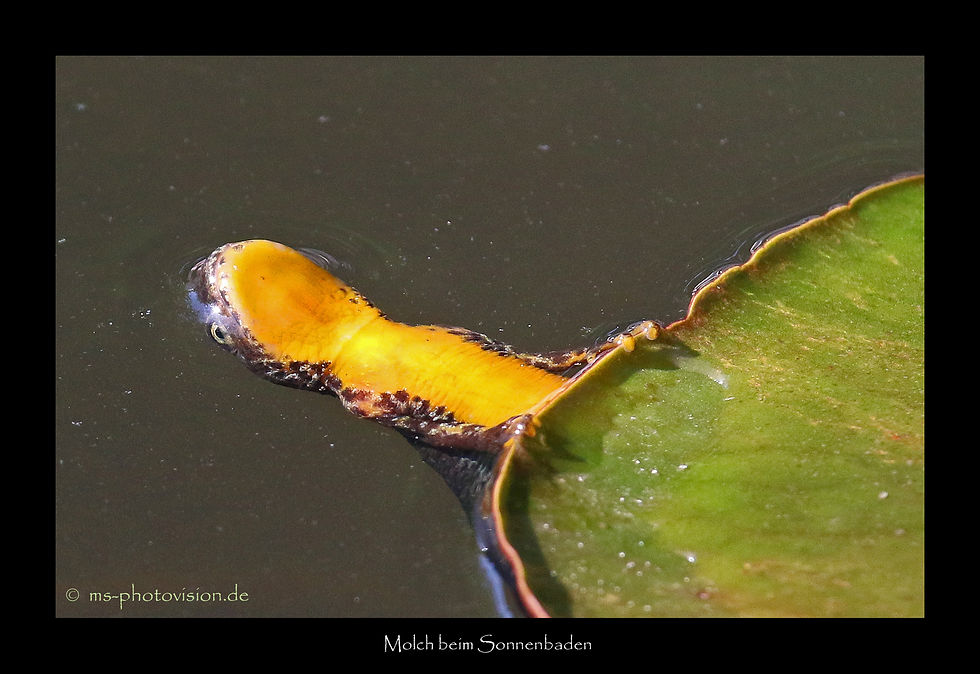 Molch beim Sonnenbaden