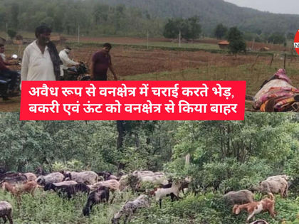 अवैध रूप से वनक्षेत्र में चराई करते भेड़, बकरी एवं ऊंट को वनक्षेत्र से किया बाहर