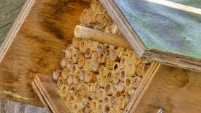 Don't Go Stirrin' Up a Hornet's Nest