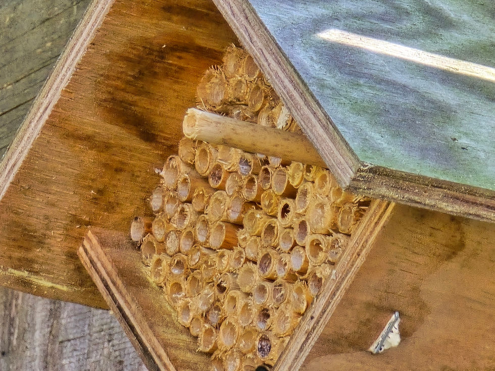 Don't Go Stirrin' Up a Hornet's Nest