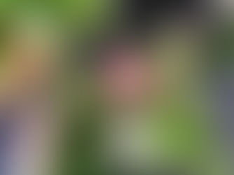 デビューコースへの思い