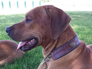 rhodesian ridgeback with chain martingale leather dog collar