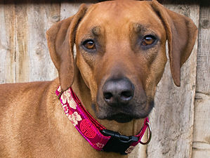 rhodesian ridgeback with silk dog collars