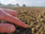 Website - Carrot seedlings.jpeg
