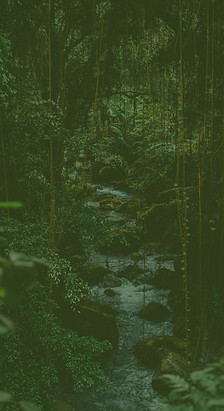 Lush Forest Creek_edited.jpg