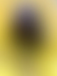 LA COLOMBA MEDITERRANEA DI GENNARO LANGELLOTTI E' LA PIU BUONA D'ITALIA