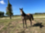 Frisia Mamlouk 2 Years Old