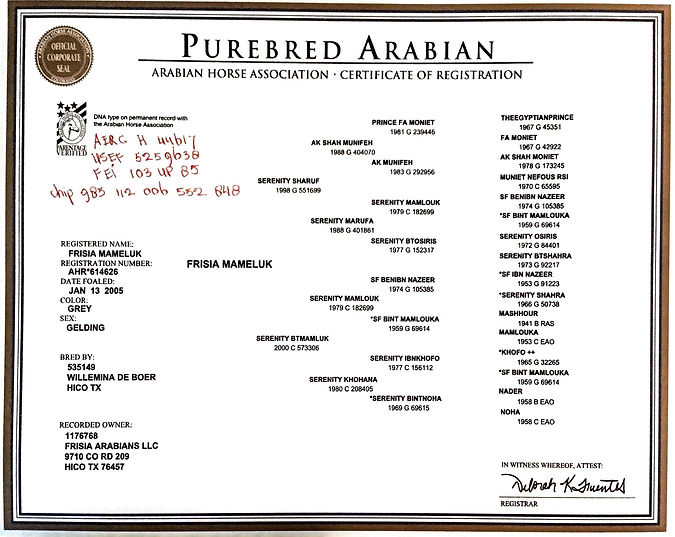 Frisia Mameluk pedigree.jpg