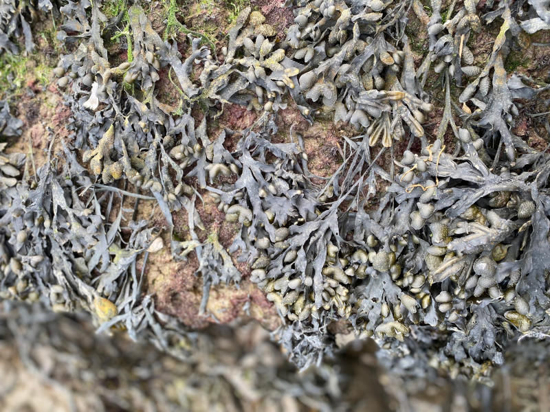 seaweed_001