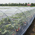 vegetable-insect-net.jpg
