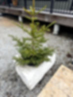 Drilled limestone rock planter with evergreen tree