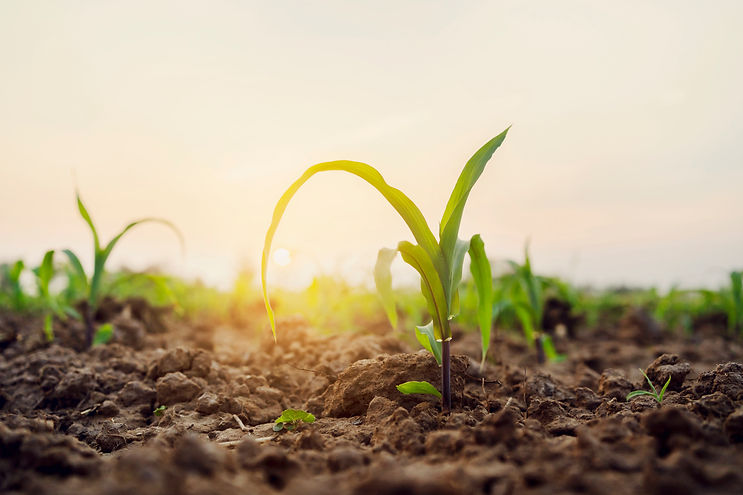 green-corn-field-with-sunrise-agricultural-concept.jpg
