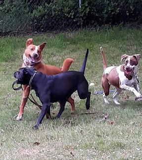 Dogs.jpeg