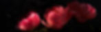 _edited_edited.jpg