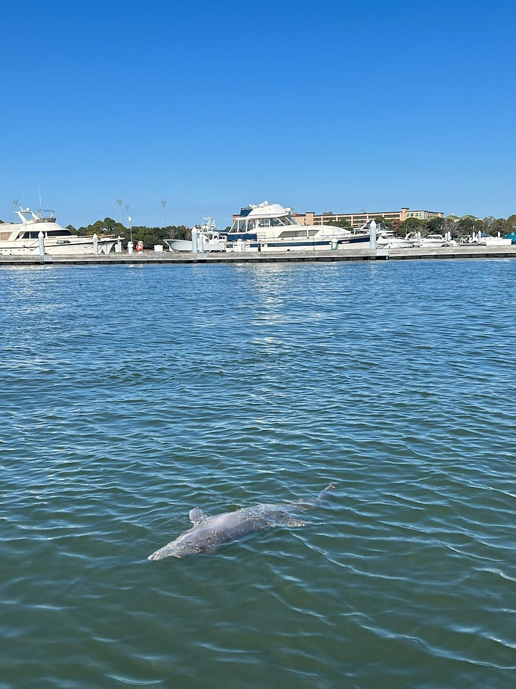 November 19th - Dolphin Stranding in the Ashley River