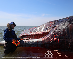 Screenshot (219).png