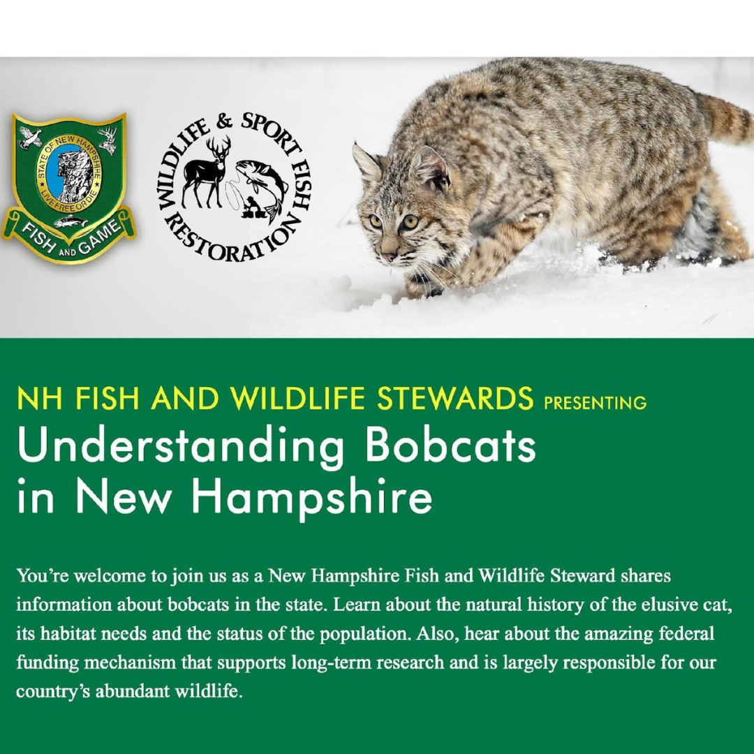 Understanding Bobcats with NH Fish and Wildlife Exeter Public Library NH