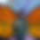 Thumbnail: Monarchs of the Central Coast Beanie Pattern