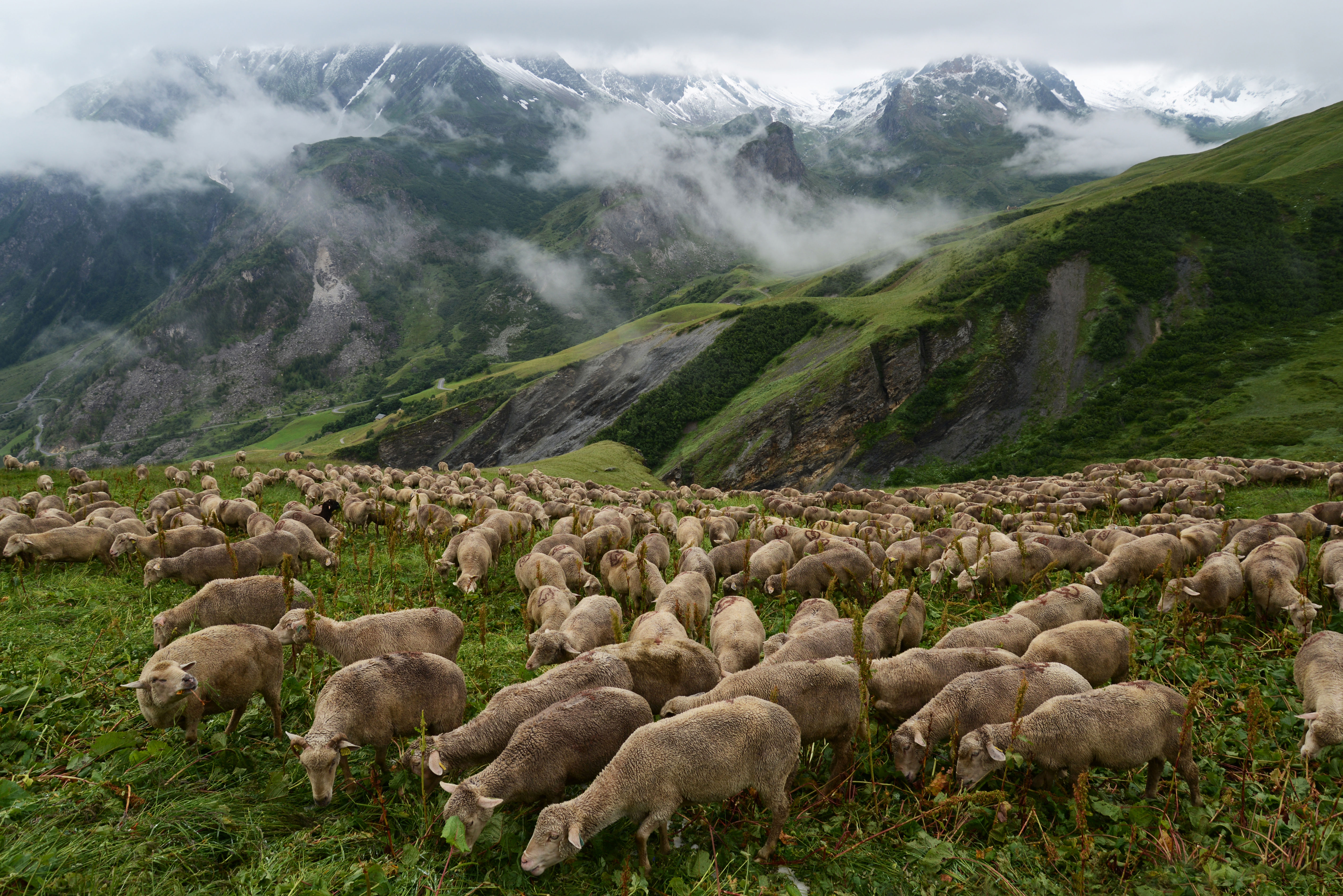 A flock of sheep on the TMB trail, France, 2014