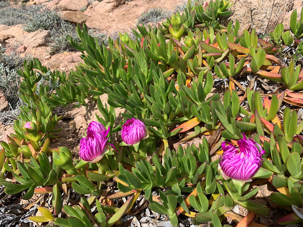 Fleurs printanières