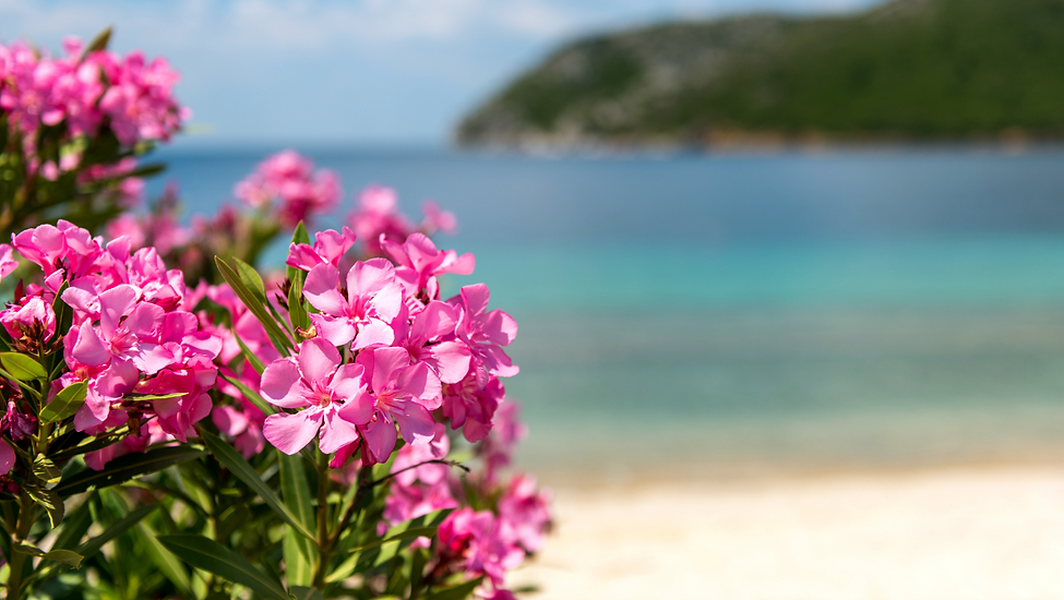 Oleander.png