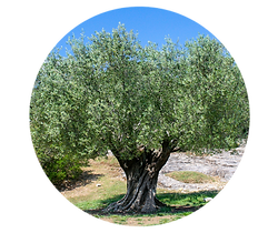 olive tree.png