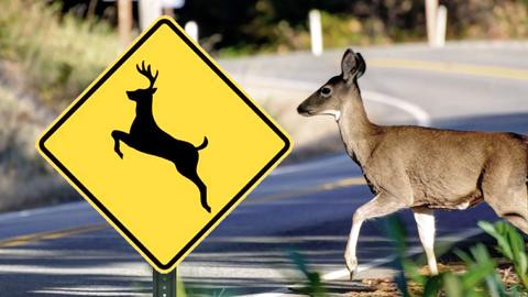 Deer Crossing Sign