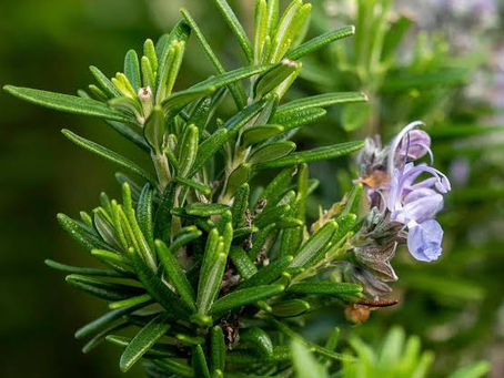 Herbs of the Month - BOOKS!#VERVAINHOTM