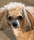 Luna Belle Oglesby