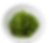 Seaweed Salad