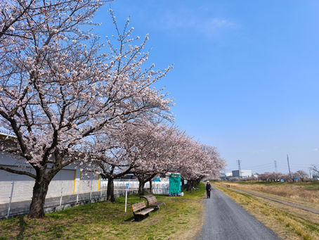 お花見とお部屋紹介(桜ユニット)🌸