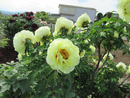 瑠璃ぼたん園へ外出(桜・皐・ショートユニット)