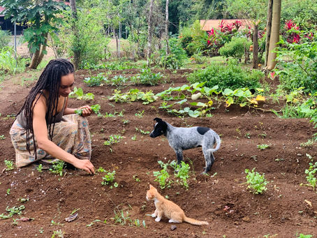 Organic Pest Control in Costa Rica