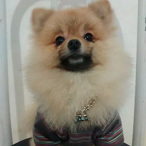 TED
